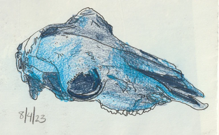 Blue animal skull drawing dated 8/4/23