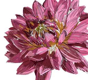 Illustration of a pink dahlia flower