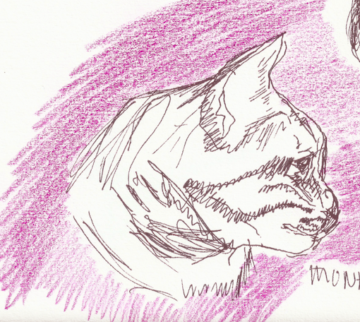 Sketch of a cat with purple background